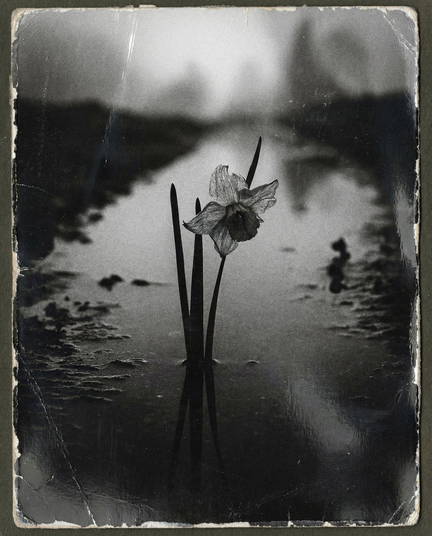 Nemesis | Reserve 2024