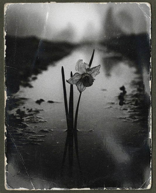 Nemesis | Reserve 2024